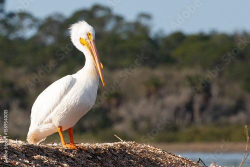 A single American white pelican standing on a sandbar in breeding plumage on the Matanzas River