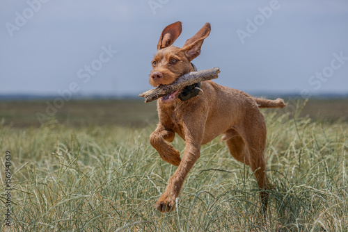 a wirehaired vizsla on grass