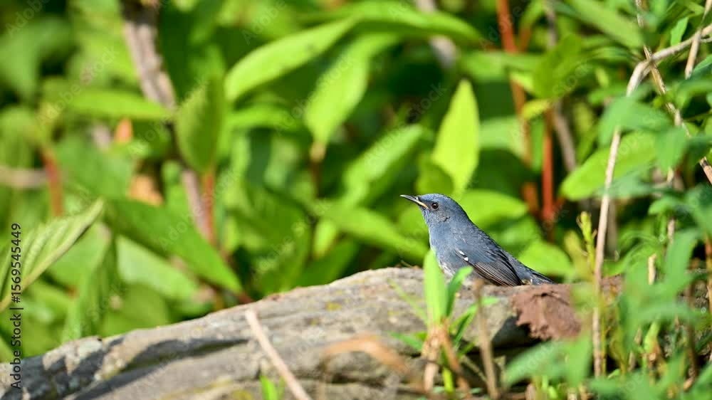White-bellied redstart sits perched on a weathered rock or log amidst lush green foliage. White-bellied redstart sits perched on a weathered rock or log amidst lush green foliage.