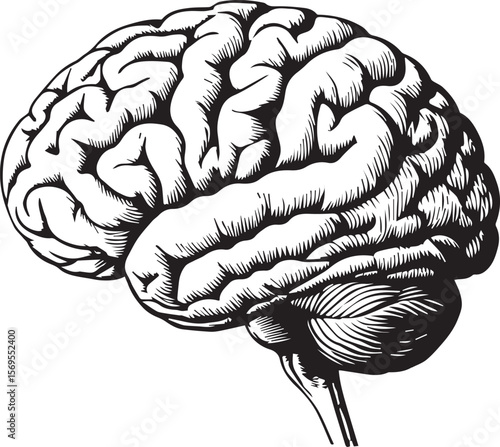 Detailed Anatomical Illustration of a Human Brain Cerebrum and Cerebellum as Medical Art or Scientific Wallpaper