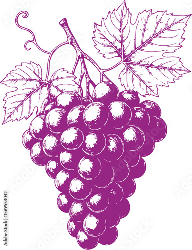A detailed engraved illustration of a grape bunch with leaves. Suitable for vineyard identity, winemaking visuals, terroir storytelling, and natural product packaging.