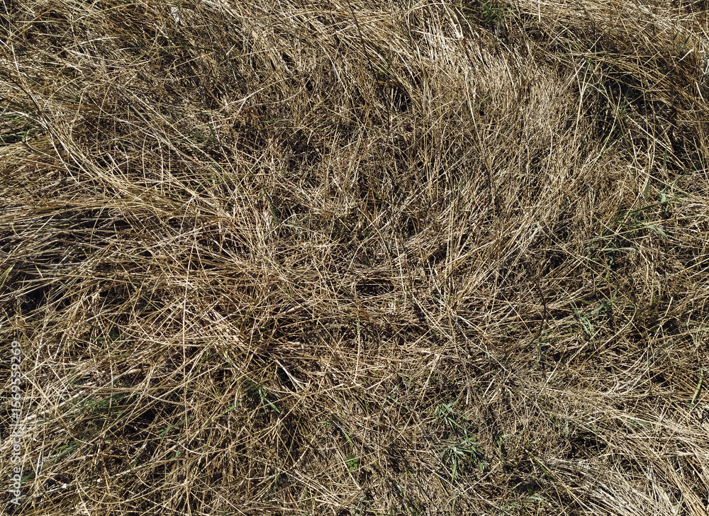 Old dried grass in the autumn forest. Texture of couch grass and other herbs. Old dried grass in the autumn forest. Texture of couch grass and other herbs.
