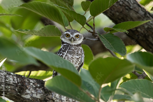 Spotted owlet (Athene brama) It is a type of bird of prey such as an owl. that can be found in Thailand.