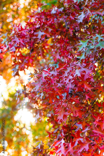 brilliant autumn leaves