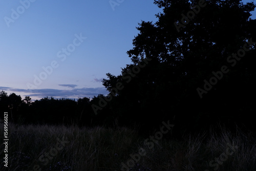 sunset in the woods