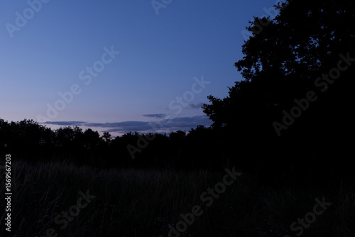 sunset in the woods