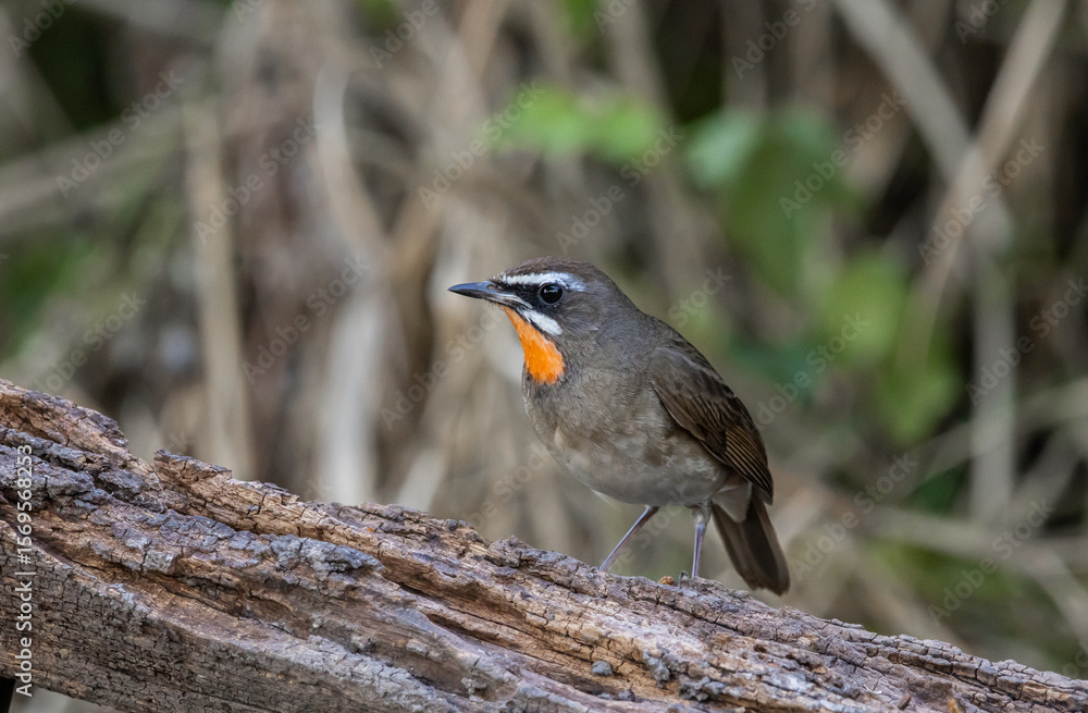 Fototapeta premium Siberian Rubythroat on the branch animal portrait.