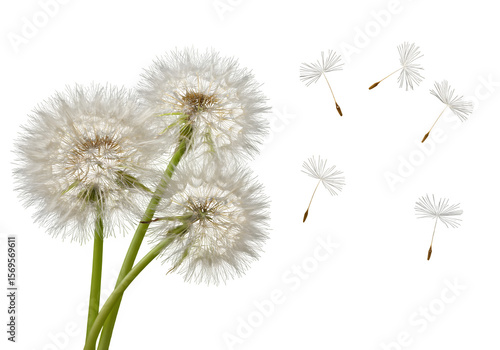 Wallpaper Mural Grown Dandelions and Floating Dandelion Seeds – Nature Botanical Scene, Isolated on White or Transparent Background Torontodigital.ca