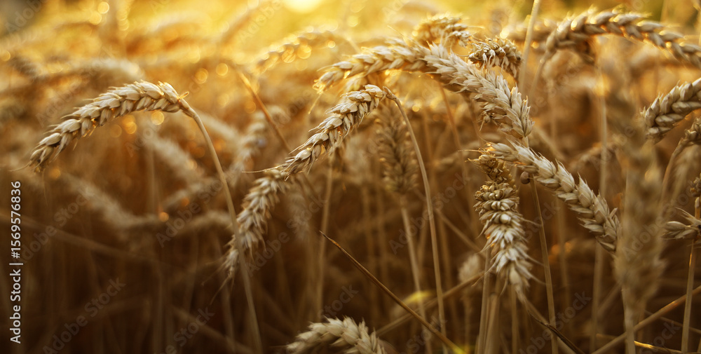 Fototapeta premium backdrop of ripening ears of yellow wheat field on the sunset cloudy orange sky background. Copy space of the setting sun rays on horizon in rural meadow Close up nature photo Idea of a rich harvest