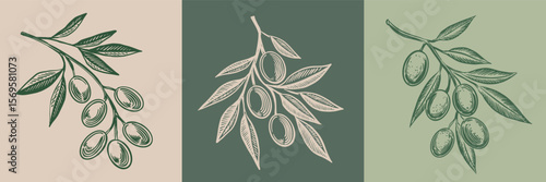 Olive branch hand drawn illustrations, sketch.	

