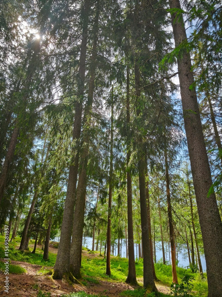 Fototapeta premium Side view of dense forest with tall spruce trees. Natural green landscape, detailed texture of needles and bark, peaceful atmosphere in daylight.