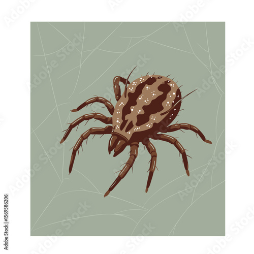 Spider illustration on green background with web details  