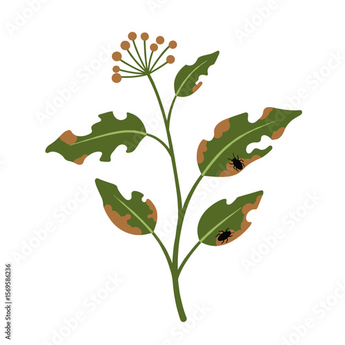 Plant with damaged leaves and insects on white background  