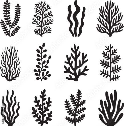 Black silhouette botanical illustrations of various sea plants seaweed kelp