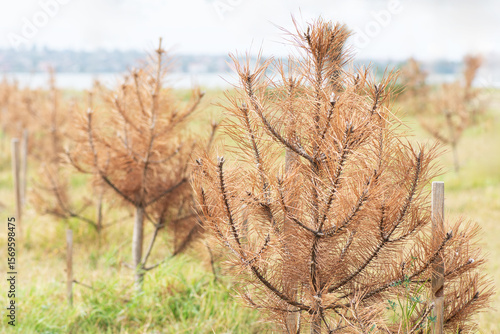 Dead pine seedlings. Dry damaged young pine trees. Forest recovery.