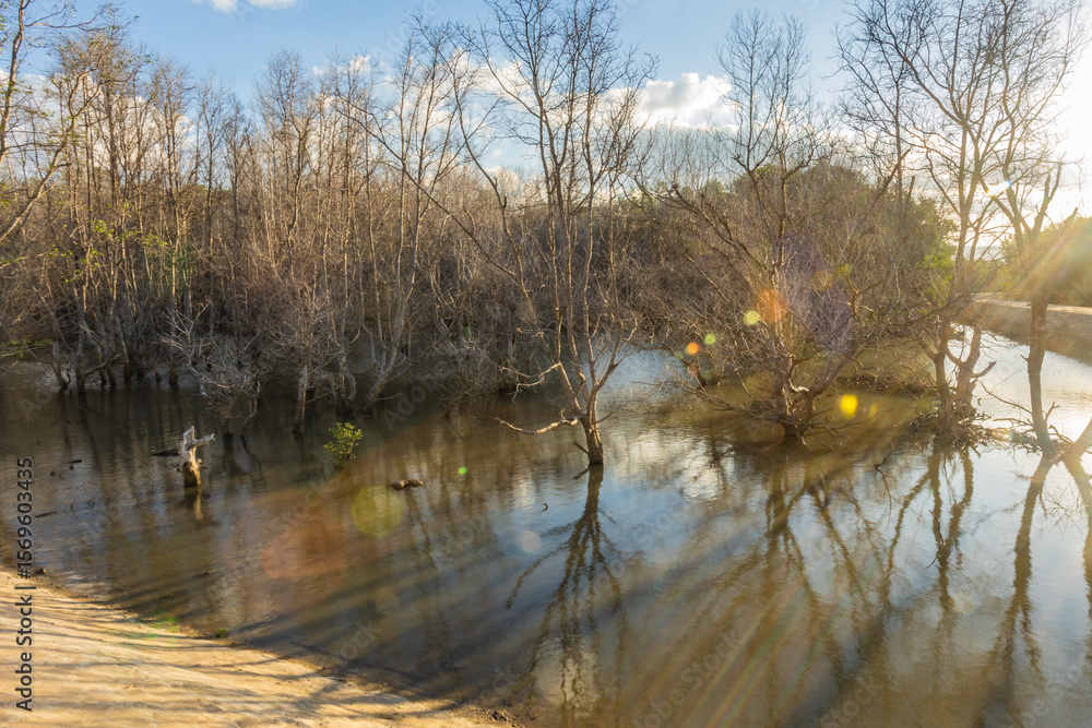 Sumba, Indonesia – 07. 07. 2025 – Not far from Waingapu city center, the dried-up mangrove trees look beautiful bathed in the late afternoon sun, their shadows reflected on the seawater Sumba, Indonesia – 07. 07. 2025 – Not far from Waingapu city center, the dried-up mangrove trees look beautiful bathed in the late afternoon sun, their shadows reflected on the seawater