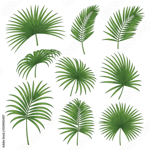 A collection of various green palm leaves, illustrated against a white background