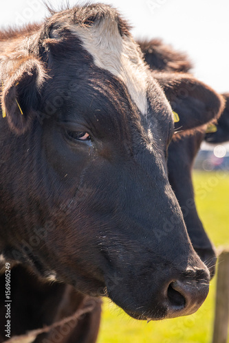 Up close shot of a cow's face with water running from the cow's eye making it look like it's crying