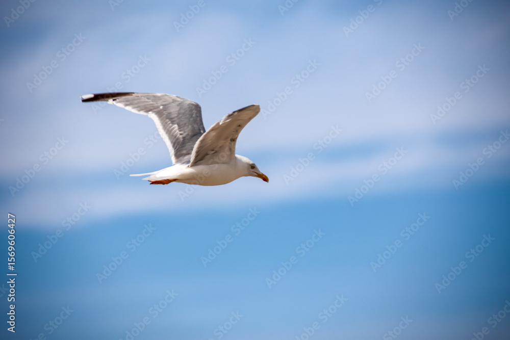 Fototapeta premium Eine Möwe an der Ostsee.