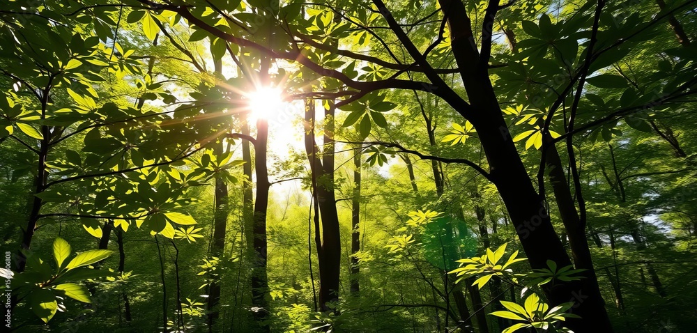 Obraz premium Dappled sunlight filters through lush green spring leaves, illuminating the forest floor, chlorophyll, dappled