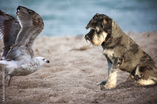 Ein Hund und eine Möwe am Strand.