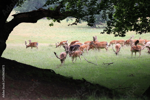 Canvas Print herd of deer in the savannah