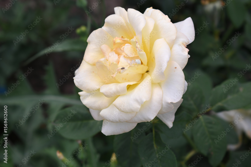 Obraz premium Beautiful white yellow rose flower closeup in garden, A very beautiful white yellow rose flower bloomed on the rose tree, Rose flower closeup, bloom flowers, Natural spring flower floral background