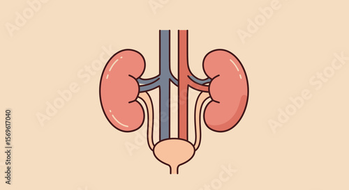 Anatomical organ design featuring human kidney and bladder diagram in flat style