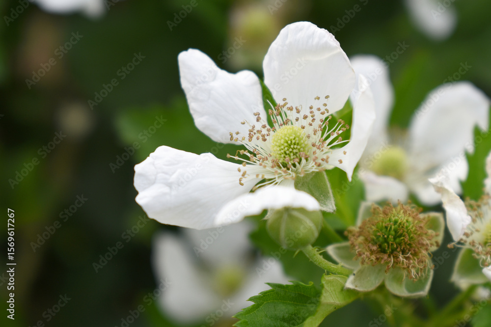 Obraz premium Blackberry flowers blooming in the garden, Beautiful in spring bloom garden. Blackberry bush with white flowers, Blossoming blackberry bush and bee, sunny spring day, Chakwal, Punjab, Pakistan