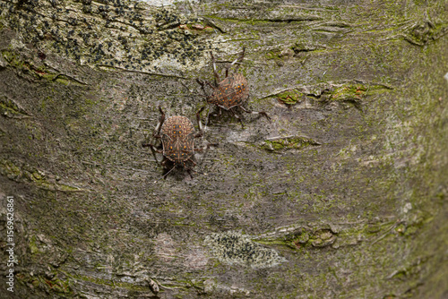 Two mottled shield bugs crawling on tree bark
