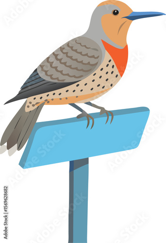 Northern flicker drumming on metal sign, illustrating unique behavior, woodpecker, illustration