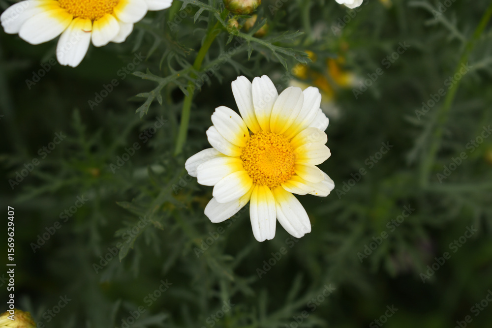 Obraz premium White Yellow Crown Daisy, Close-up of a white and yellow crown daisy flower, blooming in nature, Close-up shot of beautiful White yellow Crown Daisy flower (Chrysanthemum coronarium), Crown Daisy,
