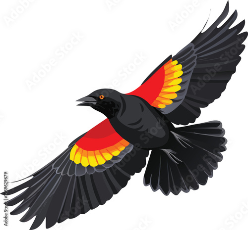Red-winged blackbird displaying epaulets, singing loudly, marsh bird, vibrant, illustration