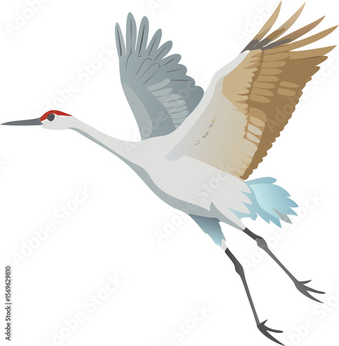 Sandhill crane flying with legs outstretched, its majestic flight, tall bird, wetland, illustration