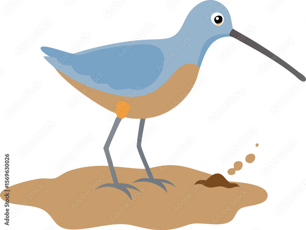 Obraz premium Short-billed dowitcher sewing bill, rapidly probing, shorebird, wetland, mudflat, illustration