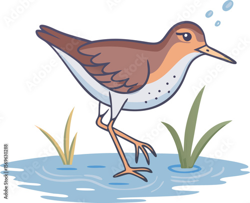 Spotted sandpiper bobbing tail constantly, active, shorebird, wading, stream, illustration