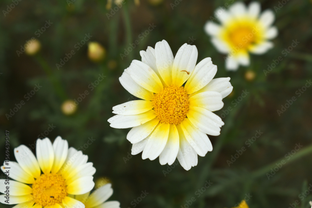 Fototapeta premium White Yellow Crown Daisy, Close-up of a white and yellow crown daisy flower, blooming in nature, Close-up shot of beautiful White yellow Crown Daisy flower (Chrysanthemum coronarium), Crown Daisy,