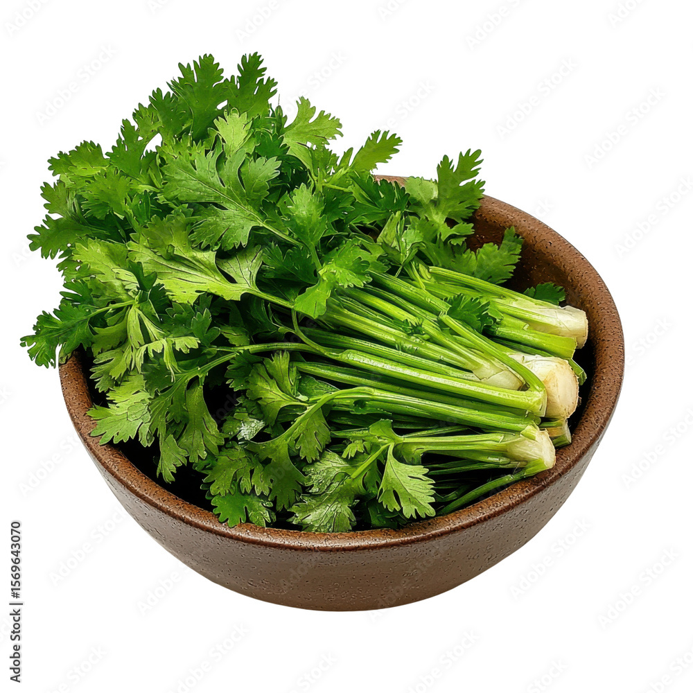 Fresh Green Cilantro Leaves and Stems in a Brown Bowl Isolated on White Background for Culinary Use and Cooking Preparation transparent background Fresh Green Cilantro Leaves and Stems in a Brown Bowl Isolated on White Background for Culinary Use and Cooking Preparation transparent background