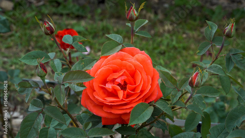 The 'Super Star' hybrid tea rose dazzles in fiery orange-red hues, with large double blooms and elegant buds rising on upright stems in a vibrant garden display.