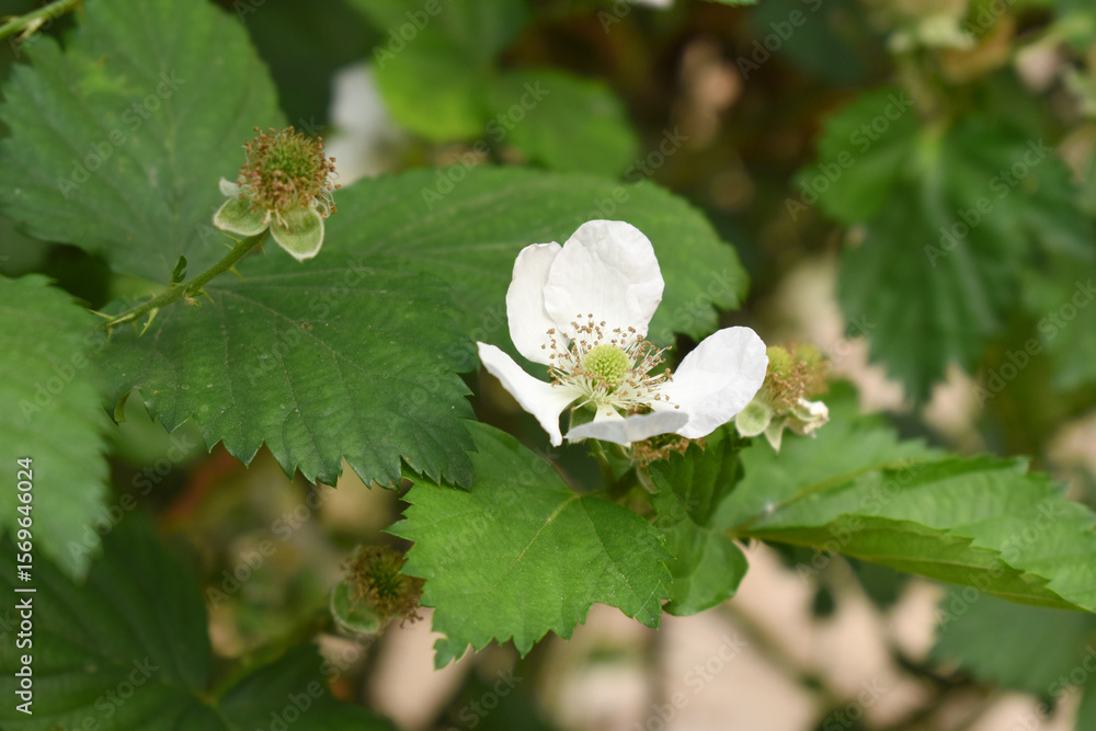Blackberry flowers blooming in the garden, Beautiful in spring bloom garden. Blackberry bush with white flowers, Blossoming blackberry bush and bee, sunny spring day, Chakwal, Punjab, Pakistan Blackberry flowers blooming in the garden, Beautiful in spring bloom garden. Blackberry bush with white flowers, Blossoming blackberry bush and bee, sunny spring day, Chakwal, Punjab, Pakistan