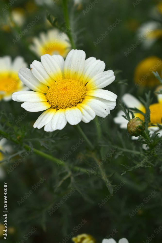 Obraz premium White Yellow Crown Daisy, Close-up of a white and yellow crown daisy flower, blooming in nature, Close-up shot of beautiful White yellow Crown Daisy flower (Chrysanthemum coronarium), Crown Daisy,
