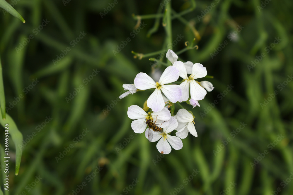 Obraz premium Beautiful white Radish Flower. Radish flower bloom. Closeup radish flower with green leaves in the spring, also known by its common name Virginia stock. Radish flower blooming in nature