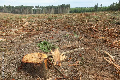 A tree stump where a forestry plantation was cleared