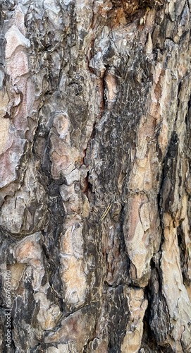 Pine bark transitions into different collars