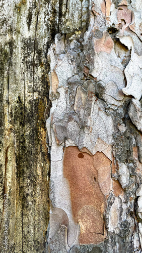 Old tree bark texture background close up