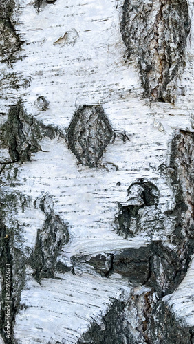 The birch bark texture or background. Macro shot is made by means of stacking technology trunk. Texture made of birch tree bark. Beautiful birch trunk background. Conceptual image. Peaceful nature.