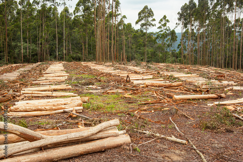 Sawn logs in a clearing of a forestry plantation