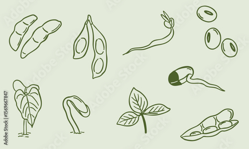 soybean sketch vector illustration - hand drawn collection set