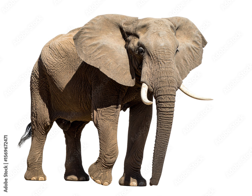 Fototapeta premium Elephant standing with trunk up, PNG.