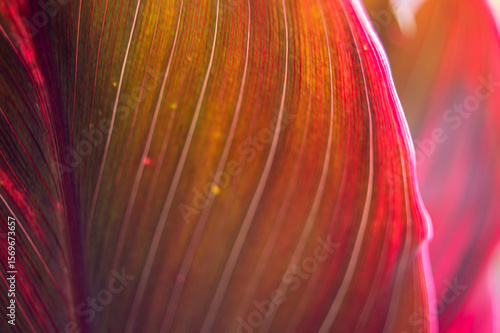 natural background of leaf fibers close up